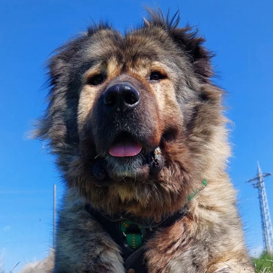 Daschka, female mixed breed for adoption at Tierschutz Wörrstadt