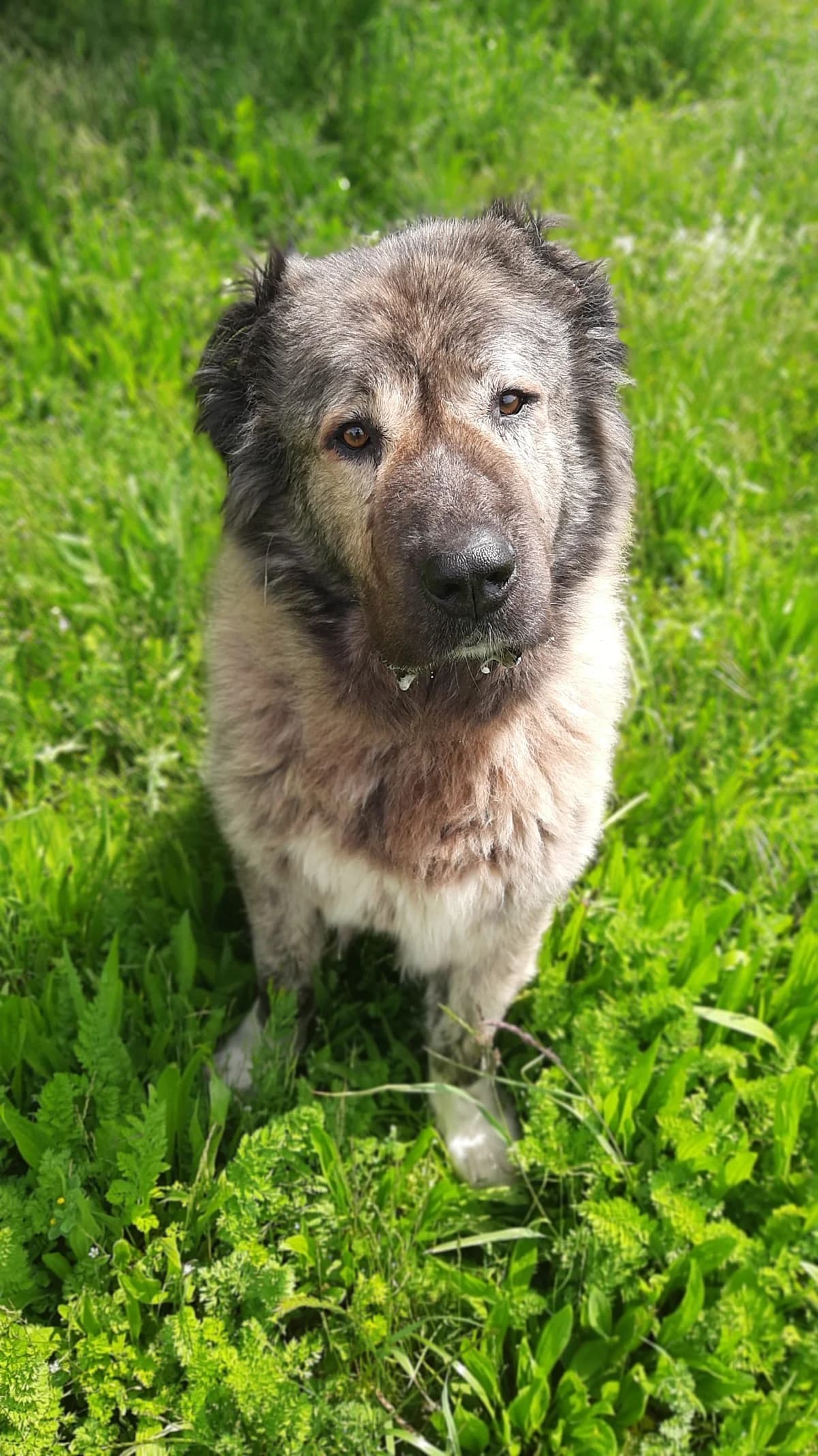 Daschka, female mixed breed for adoption at Tierschutz Wörrstadt — photo 2 of 27