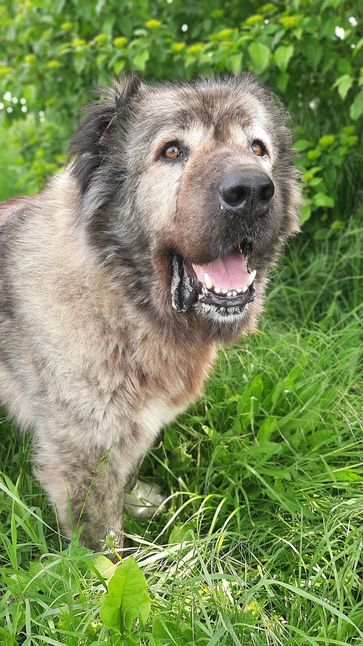 Daschka, female mixed breed for adoption at Tierschutz Wörrstadt — photo 3 of 27