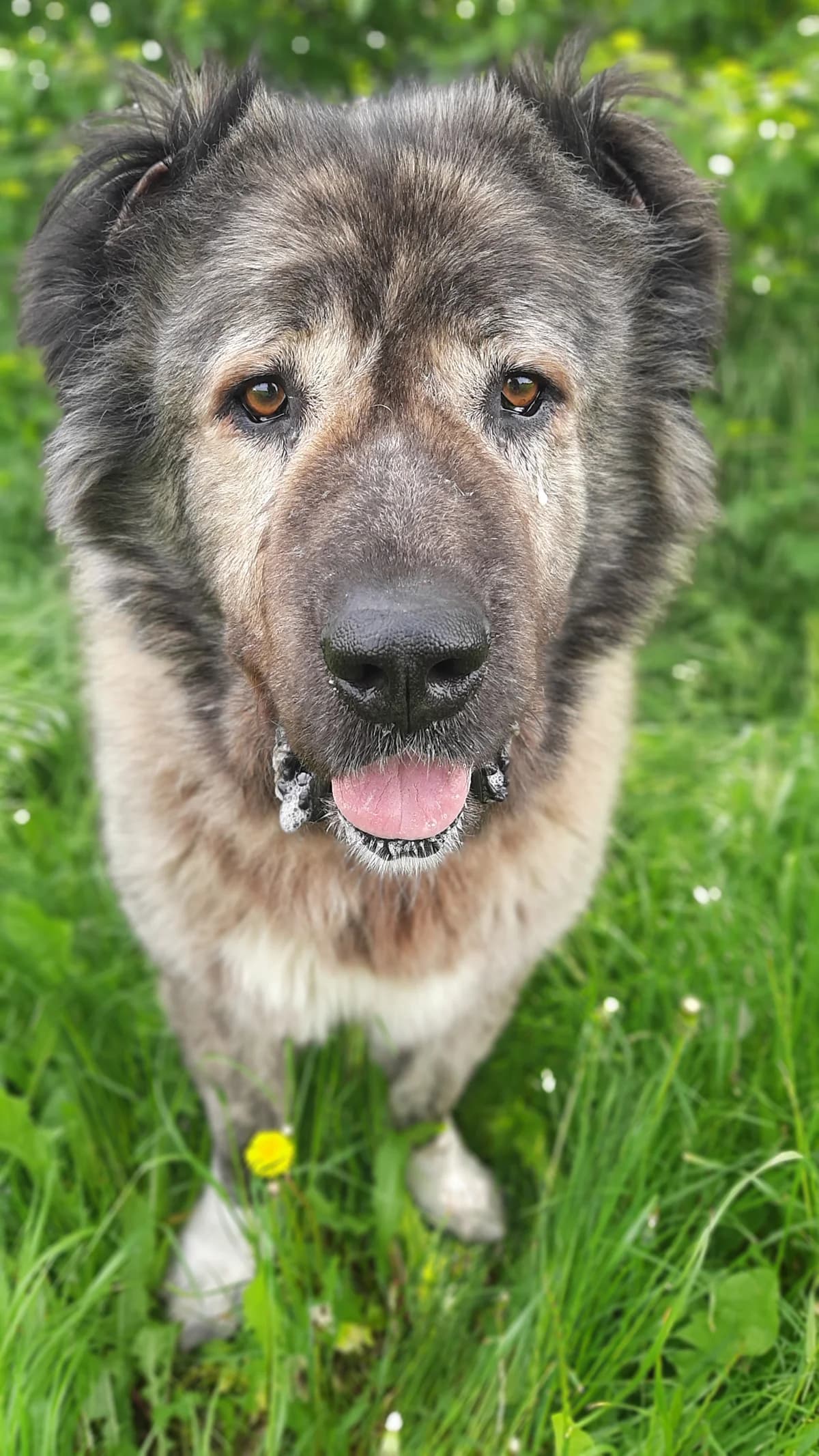 Daschka, female mixed breed for adoption at Tierschutz Wörrstadt — photo 4 of 27