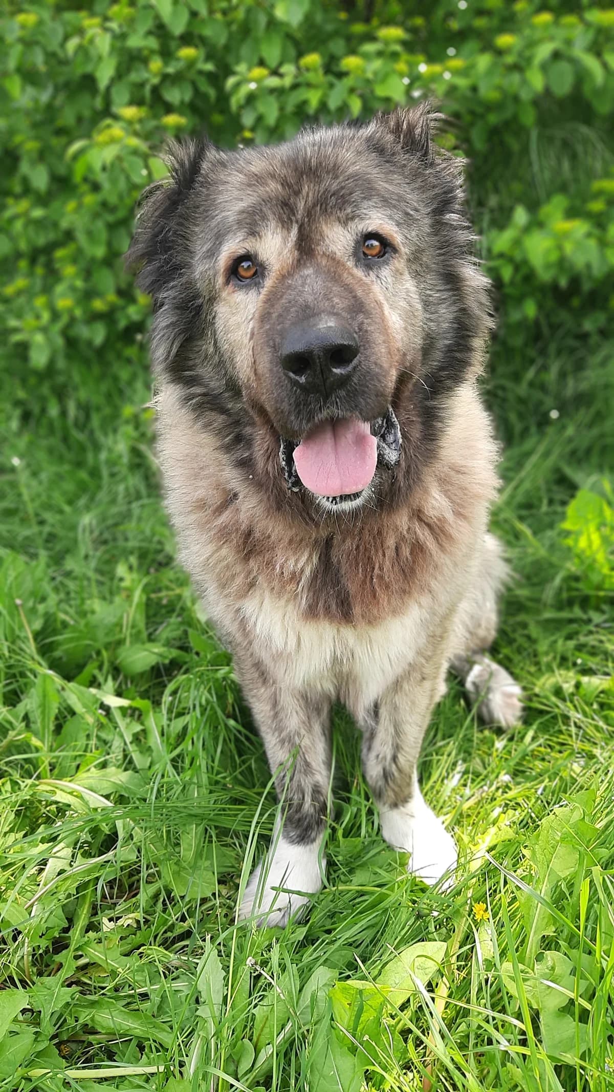 Daschka, female mixed breed for adoption at Tierschutz Wörrstadt — photo 5 of 27