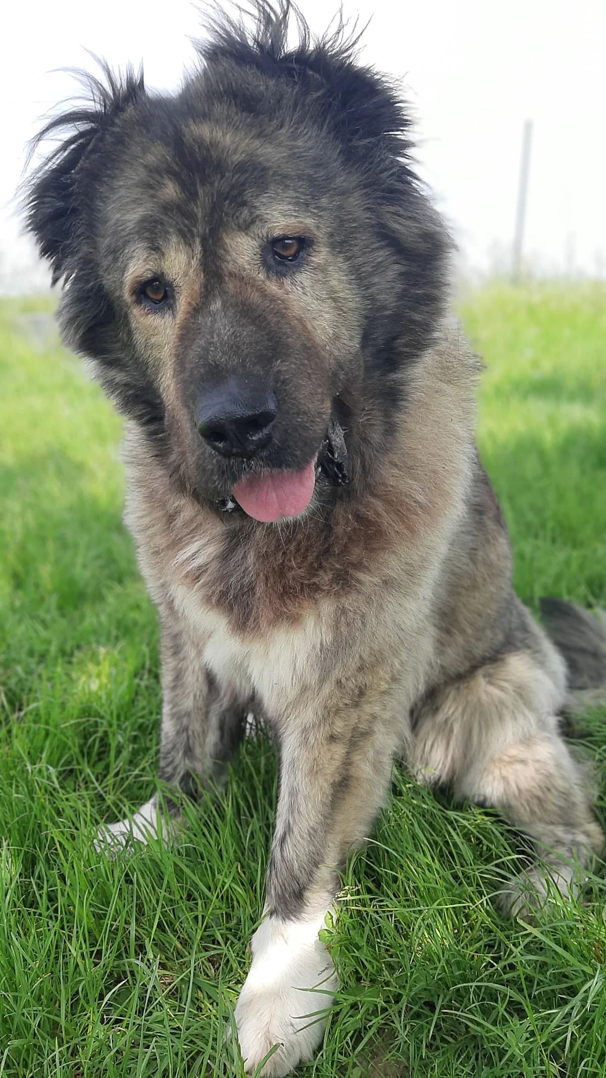Daschka, female mixed breed for adoption at Tierschutz Wörrstadt — photo 6 of 27