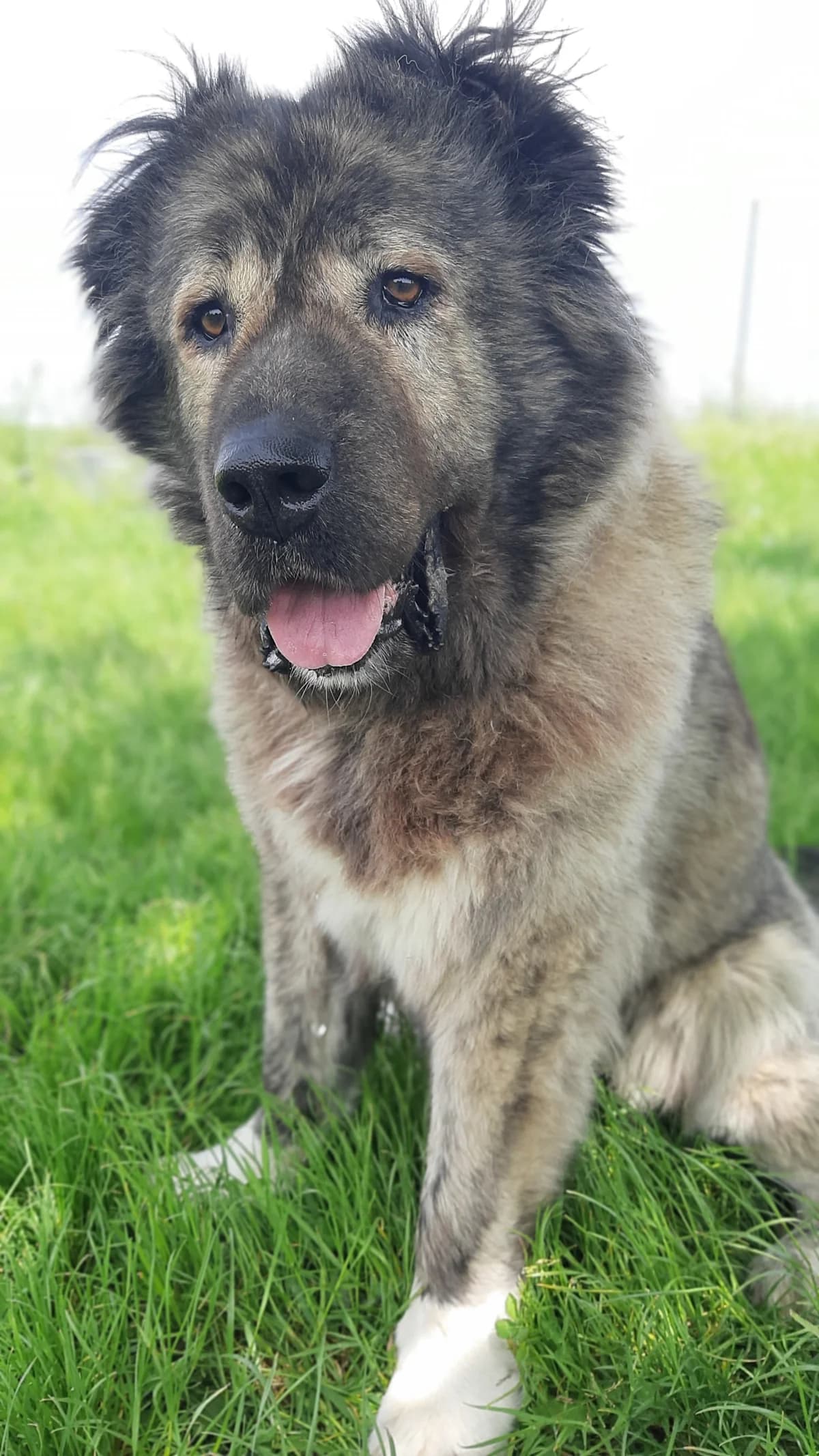 Daschka, female mixed breed for adoption at Tierschutz Wörrstadt — photo 7 of 27