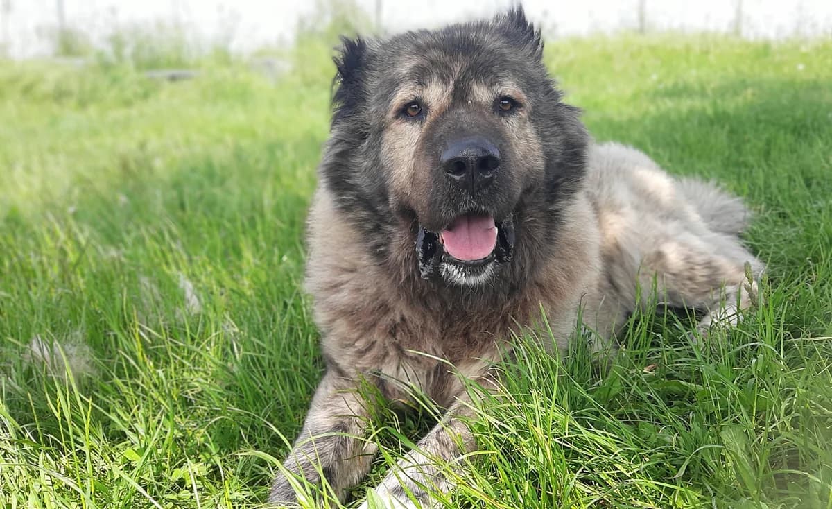 Daschka, female mixed breed for adoption at Tierschutz Wörrstadt — photo 8 of 27