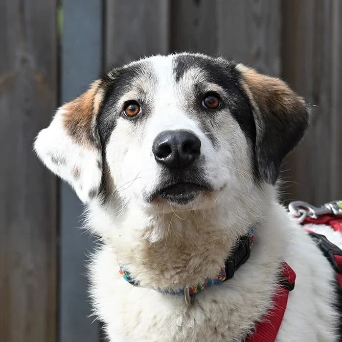 Addi, Mixed Breed (Tierschutz Wörrstadt)