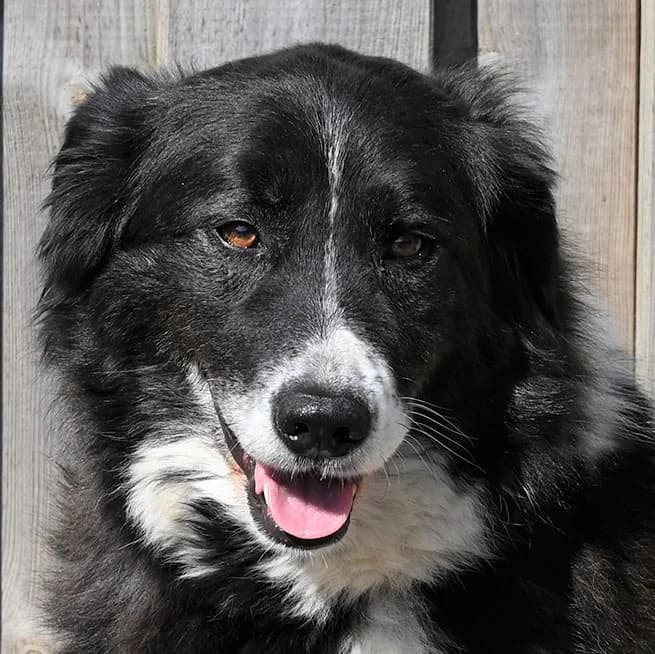 Claire, female 5yo Border Collie for adoption at Tierschutz Wörrstadt, Wörrstadt