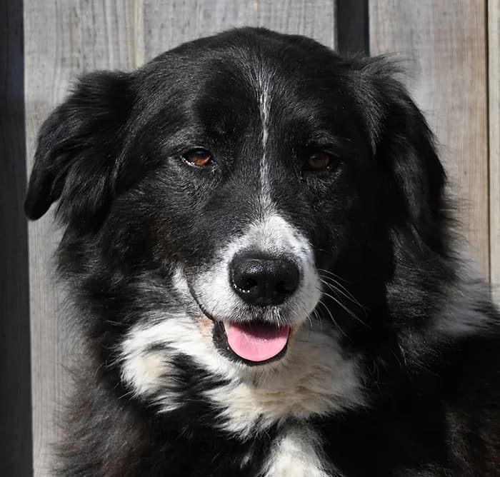 Claire, female Border Collie for adoption at Tierschutz Wörrstadt — photo 3 of 13