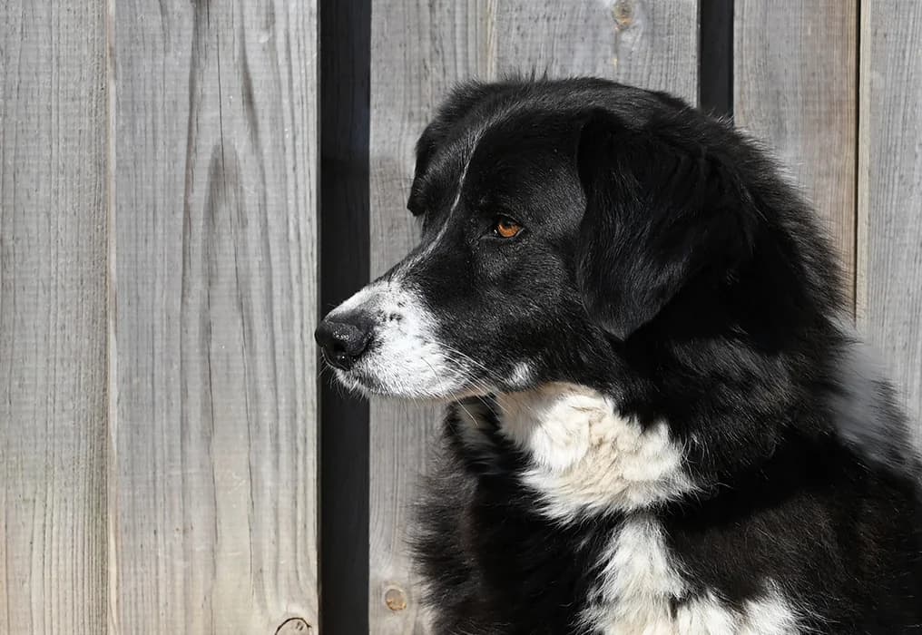 Claire, female Border Collie for adoption at Tierschutz Wörrstadt — photo 4 of 13