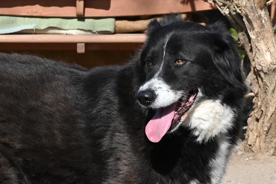 Claire, female Border Collie for adoption at Tierschutz Wörrstadt — photo 5 of 13