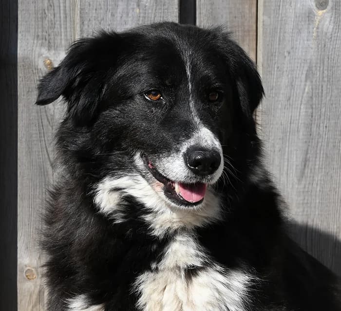Claire, female Border Collie for adoption at Tierschutz Wörrstadt — photo 6 of 13
