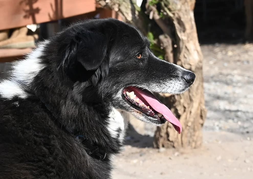 Claire, female Border Collie for adoption at Tierschutz Wörrstadt — photo 7 of 13