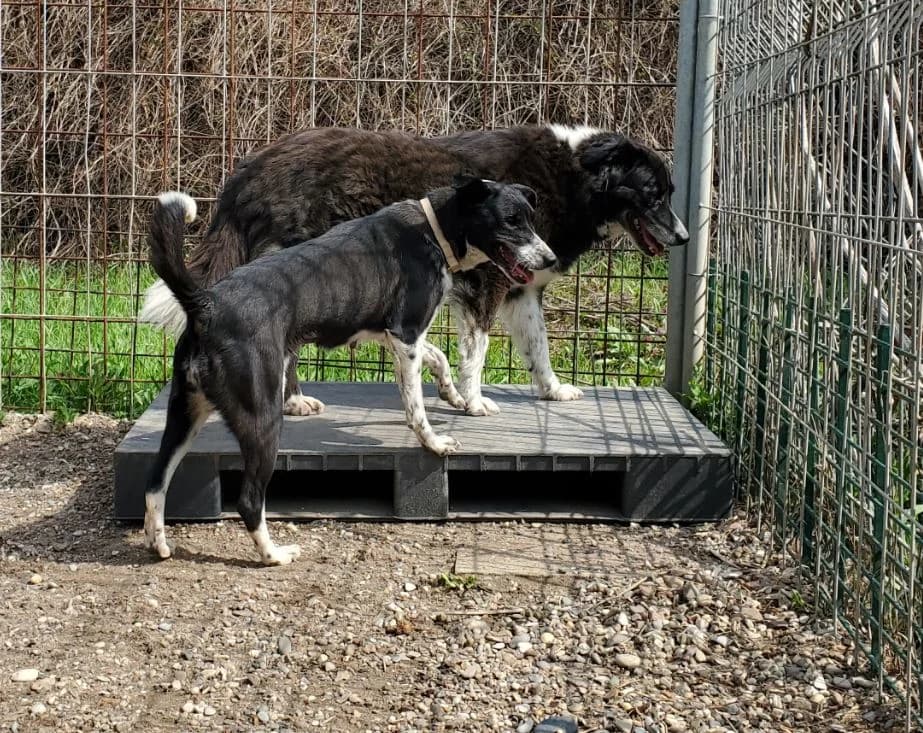 Claire, female Border Collie for adoption at Tierschutz Wörrstadt — photo 8 of 13
