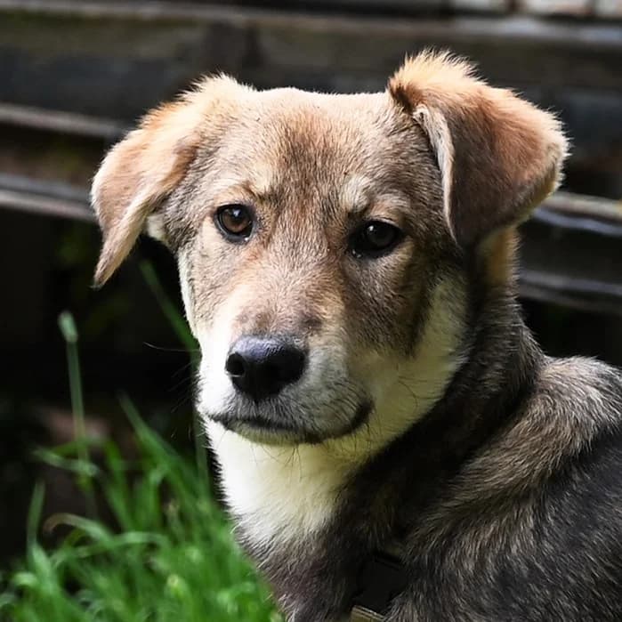 Jason, Mixed Breed (Tierschutz Wörrstadt)