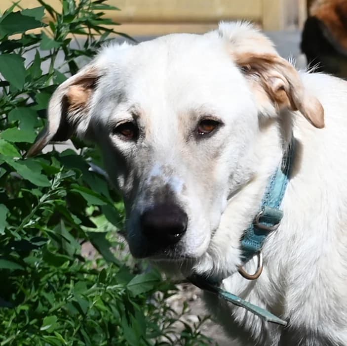 Kuki, female 5yo Mixed Breed for adoption at Tierschutz Wörrstadt, Wörrstadt