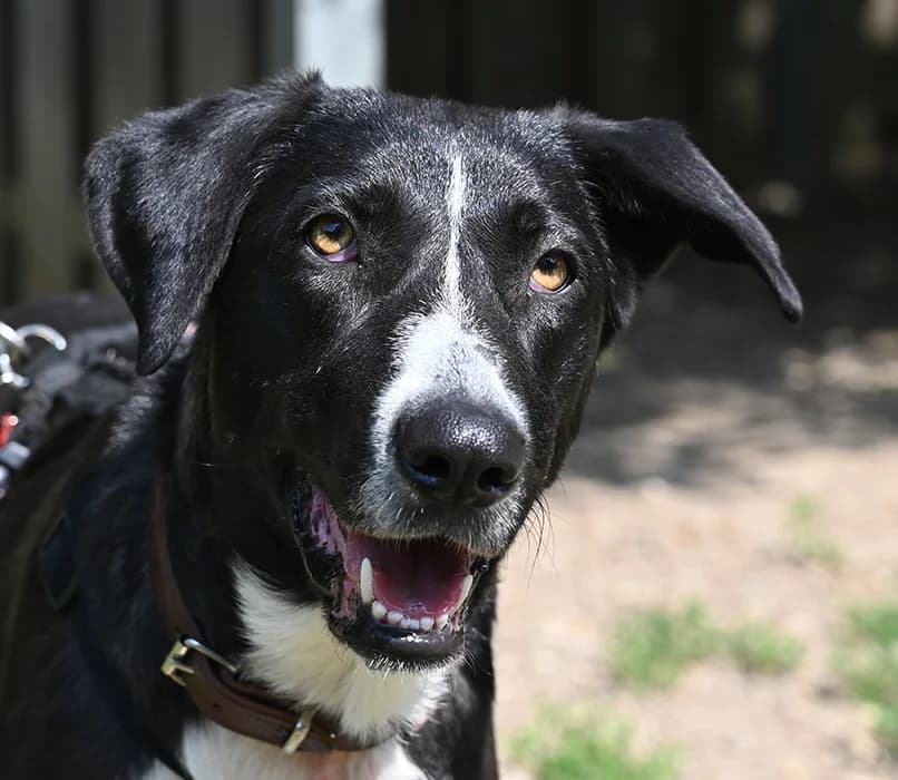 Nola, female Mixed Breed for adoption at Tierschutz Wörrstadt