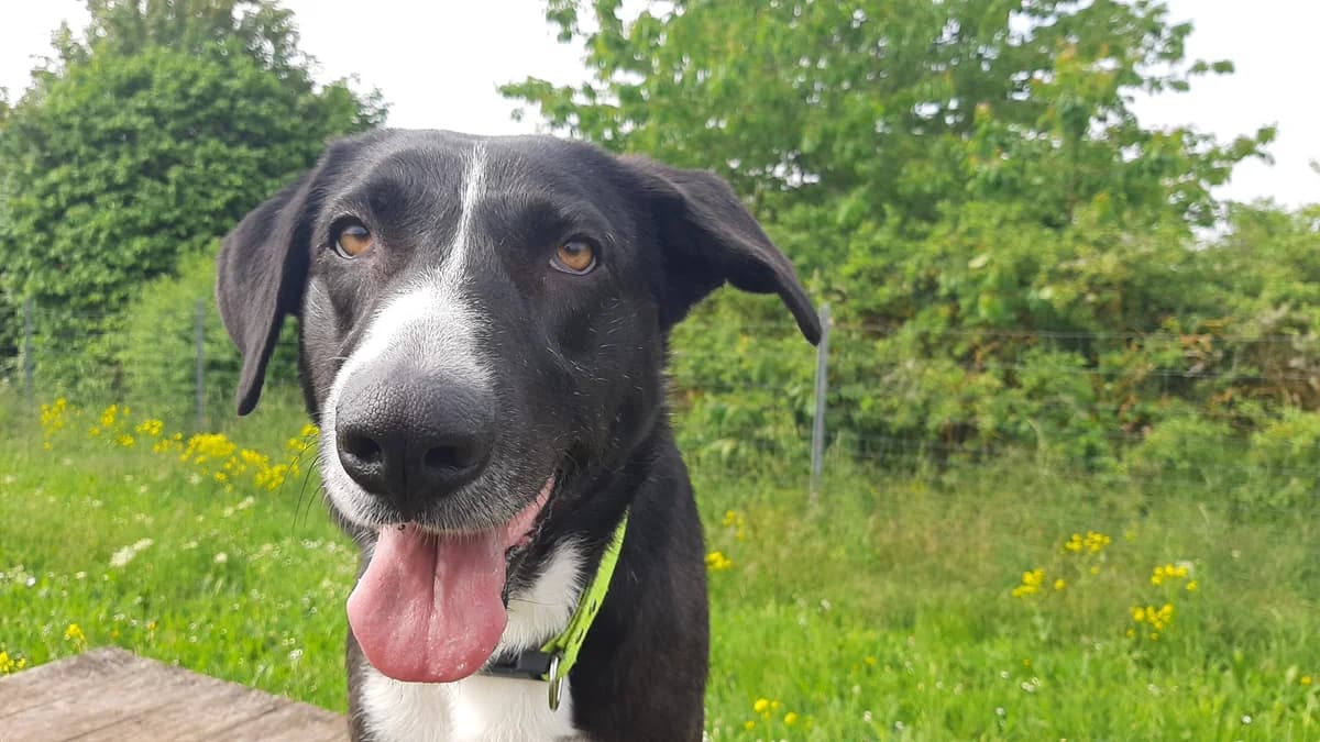 Nola, female Mixed Breed for adoption at Tierschutz Wörrstadt — photo 2 of 17