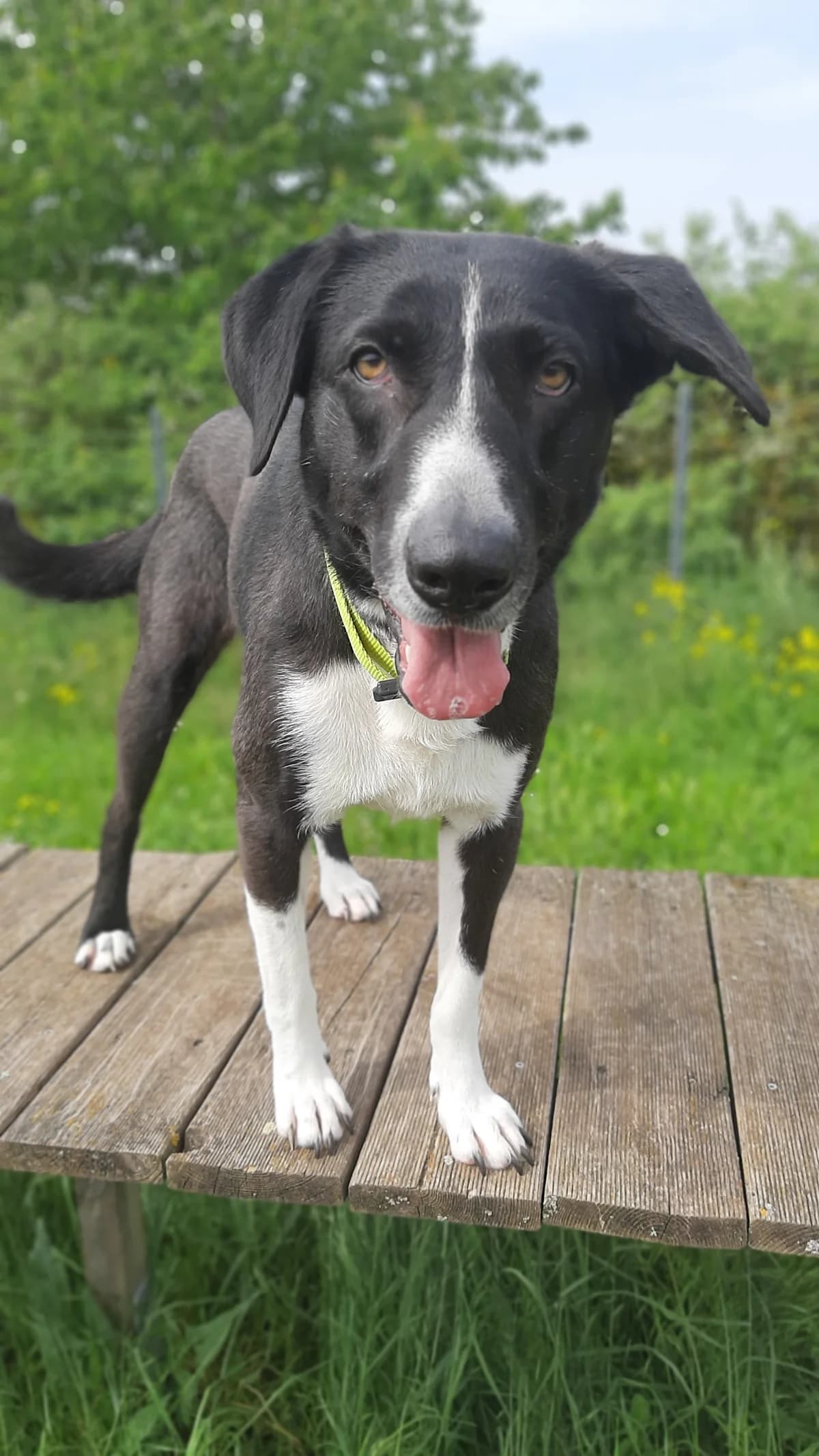 Nola, female Mixed Breed for adoption at Tierschutz Wörrstadt — photo 3 of 17