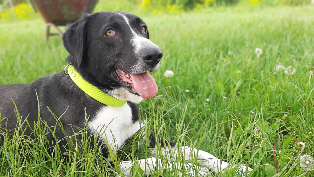 Nola, female Mixed Breed for adoption at Tierschutz Wörrstadt — photo 4 of 17
