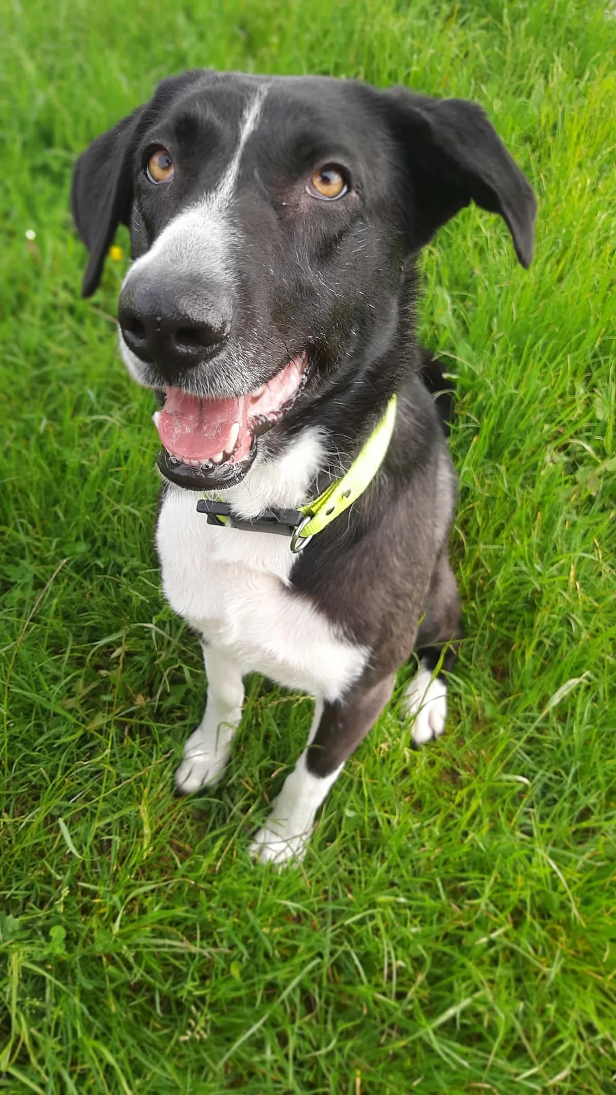 Nola, female Mixed Breed for adoption at Tierschutz Wörrstadt — photo 5 of 17