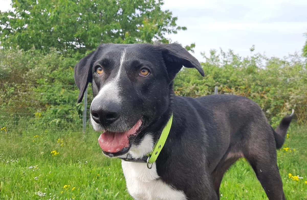 Nola, female Mixed Breed for adoption at Tierschutz Wörrstadt — photo 6 of 17