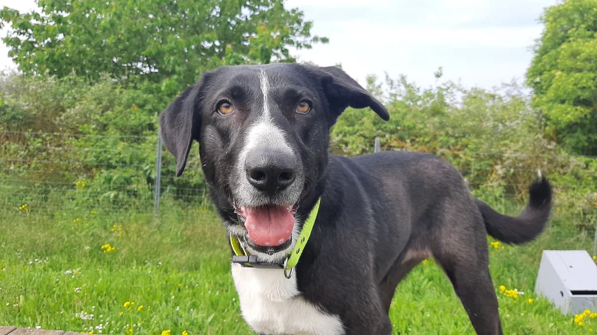 Nola, female Mixed Breed for adoption at Tierschutz Wörrstadt — photo 7 of 17
