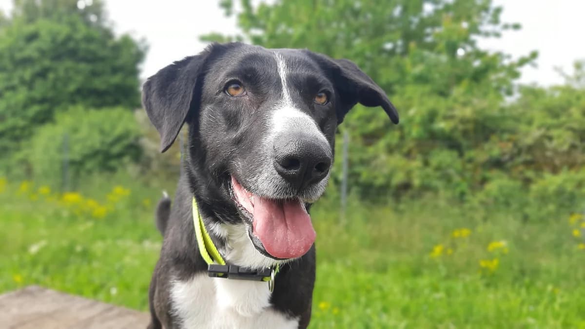 Nola, female Mixed Breed for adoption at Tierschutz Wörrstadt — photo 8 of 17