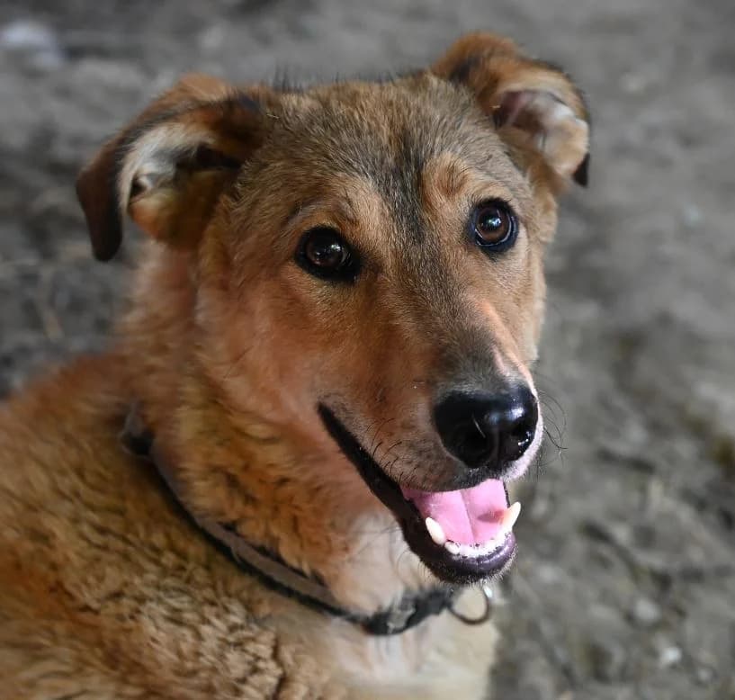 Mello, Mixed Breed (Tierschutz Wörrstadt)