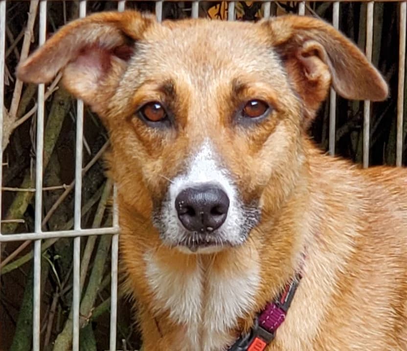 Monic, female 5yo Mixed Breed for adoption at Tierschutz Wörrstadt, Wörrstadt