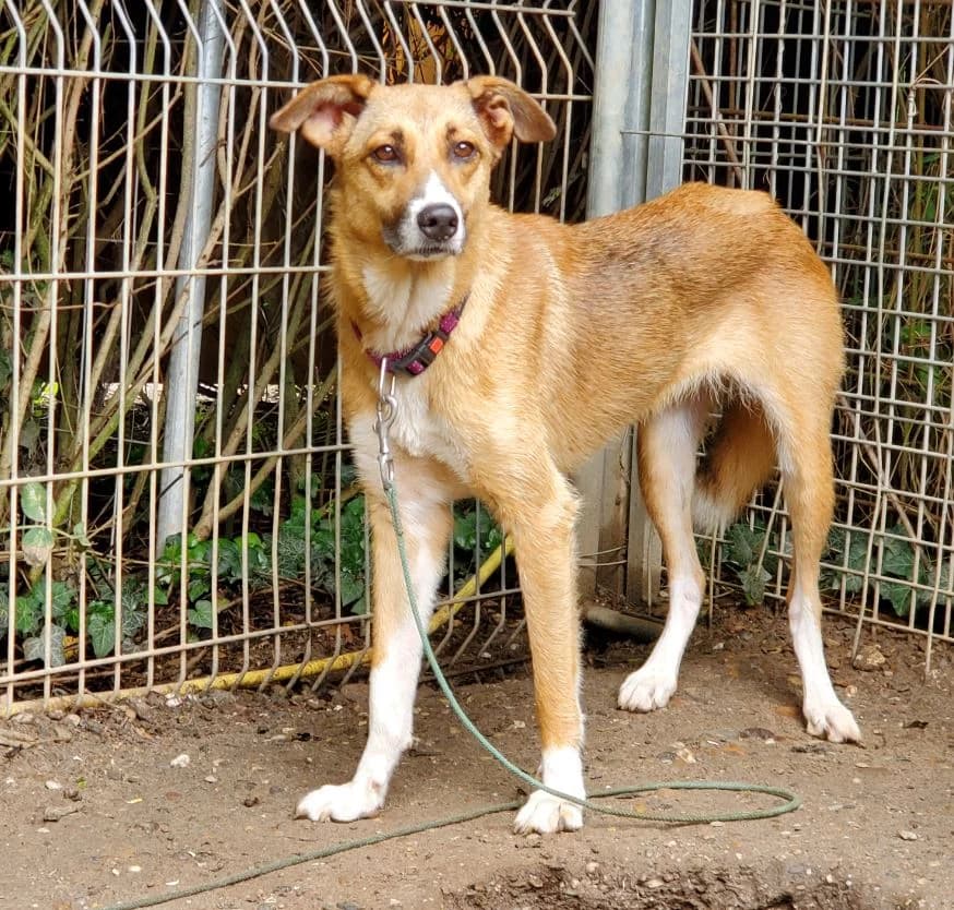 Monic, female Mixed Breed for adoption at Tierschutz Wörrstadt — photo 3 of 9