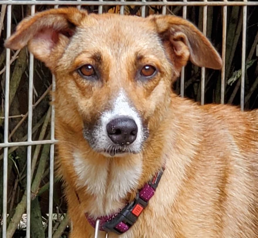 Monic, female Mixed Breed for adoption at Tierschutz Wörrstadt — photo 4 of 9