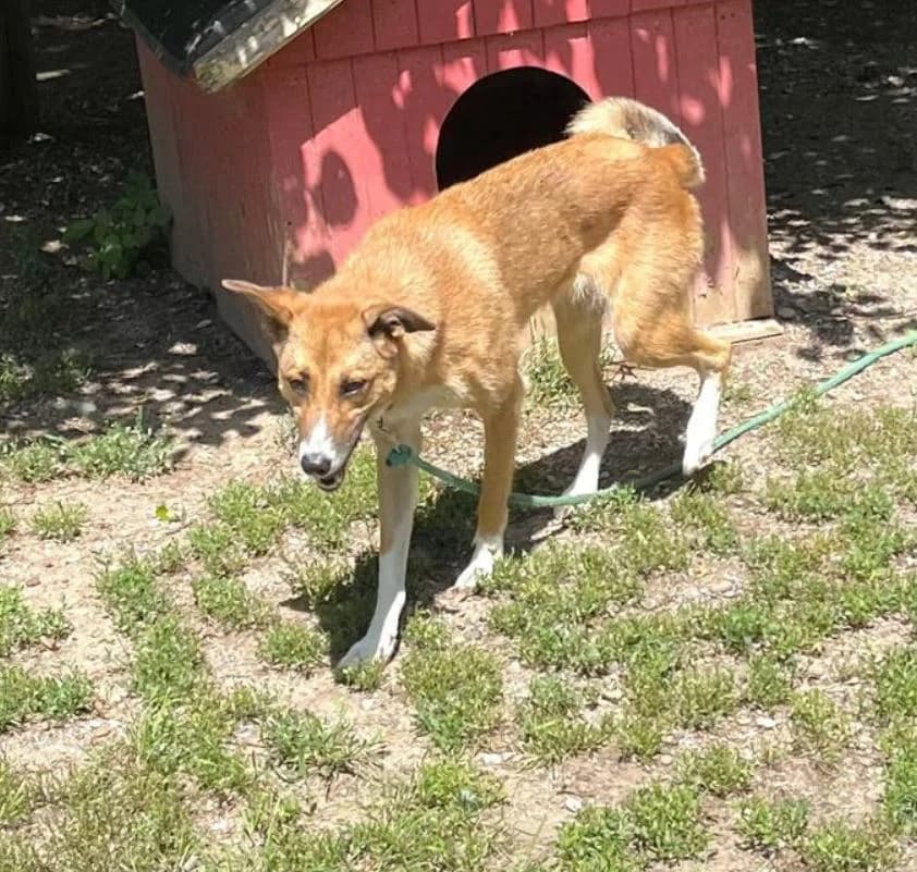 Monic, female Mixed Breed for adoption at Tierschutz Wörrstadt — photo 5 of 9