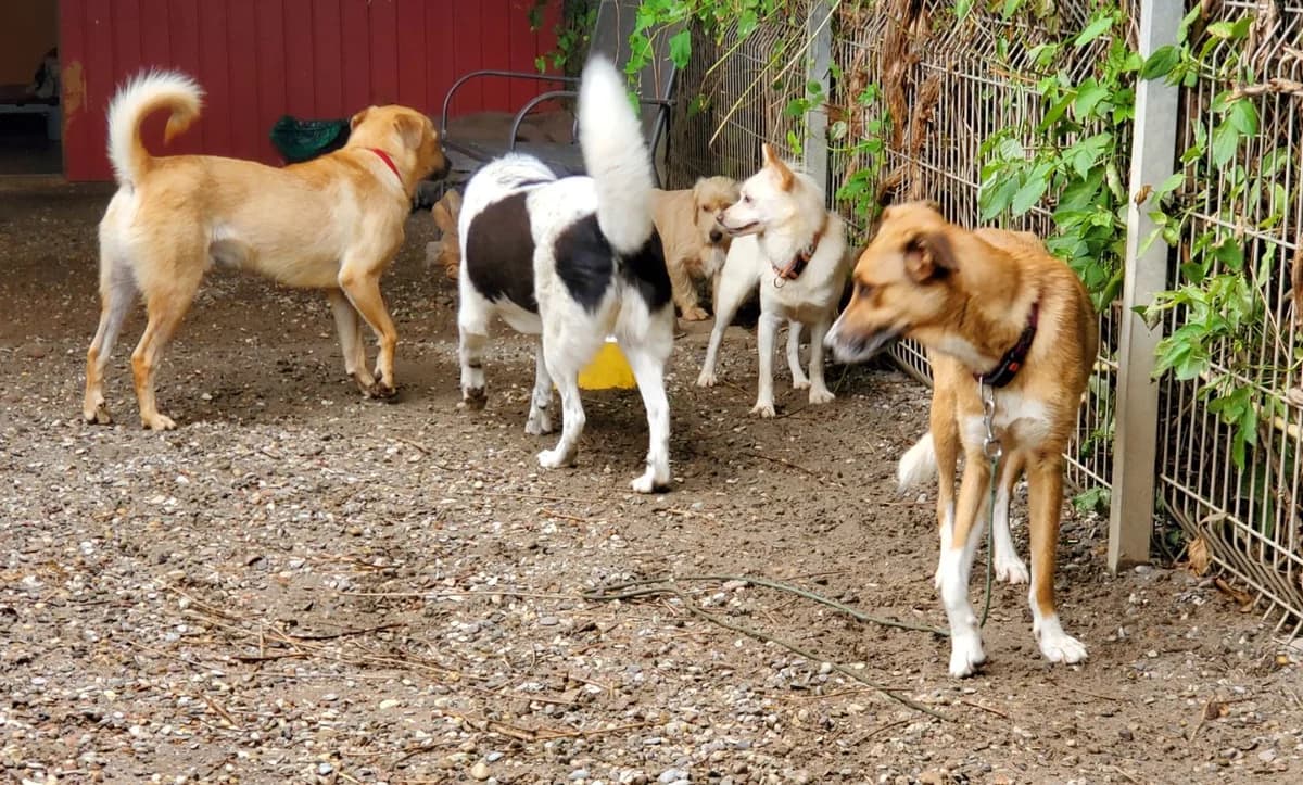Monic, female Mixed Breed for adoption at Tierschutz Wörrstadt — photo 6 of 9