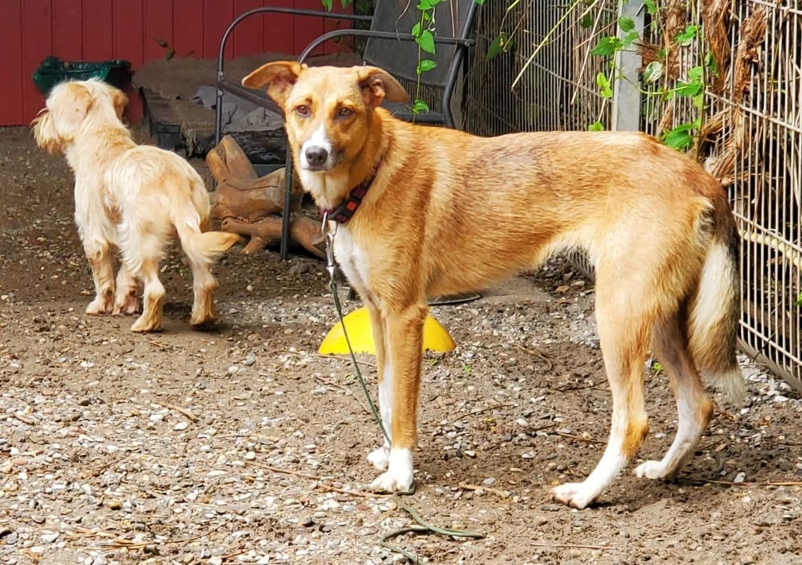 Monic, female Mixed Breed for adoption at Tierschutz Wörrstadt — photo 7 of 9