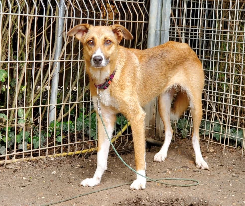 Monic, female Mixed Breed for adoption at Tierschutz Wörrstadt — photo 8 of 9