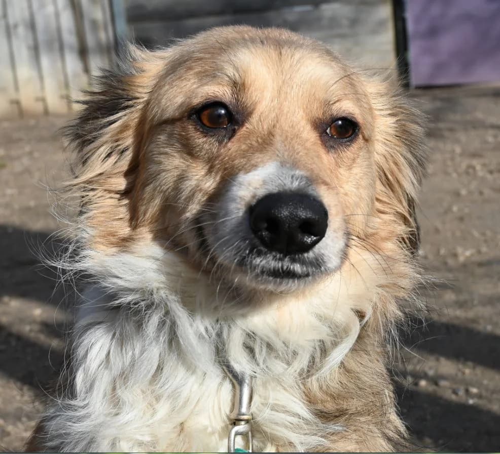 Davina, female Mixed Breed for adoption at Tierschutz Wörrstadt