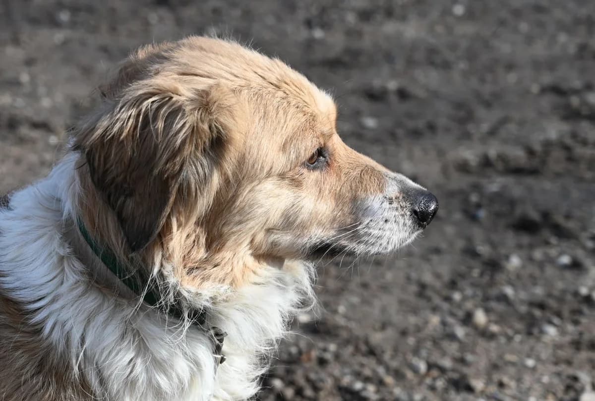 Davina, female Mixed Breed for adoption at Tierschutz Wörrstadt — photo 2 of 9
