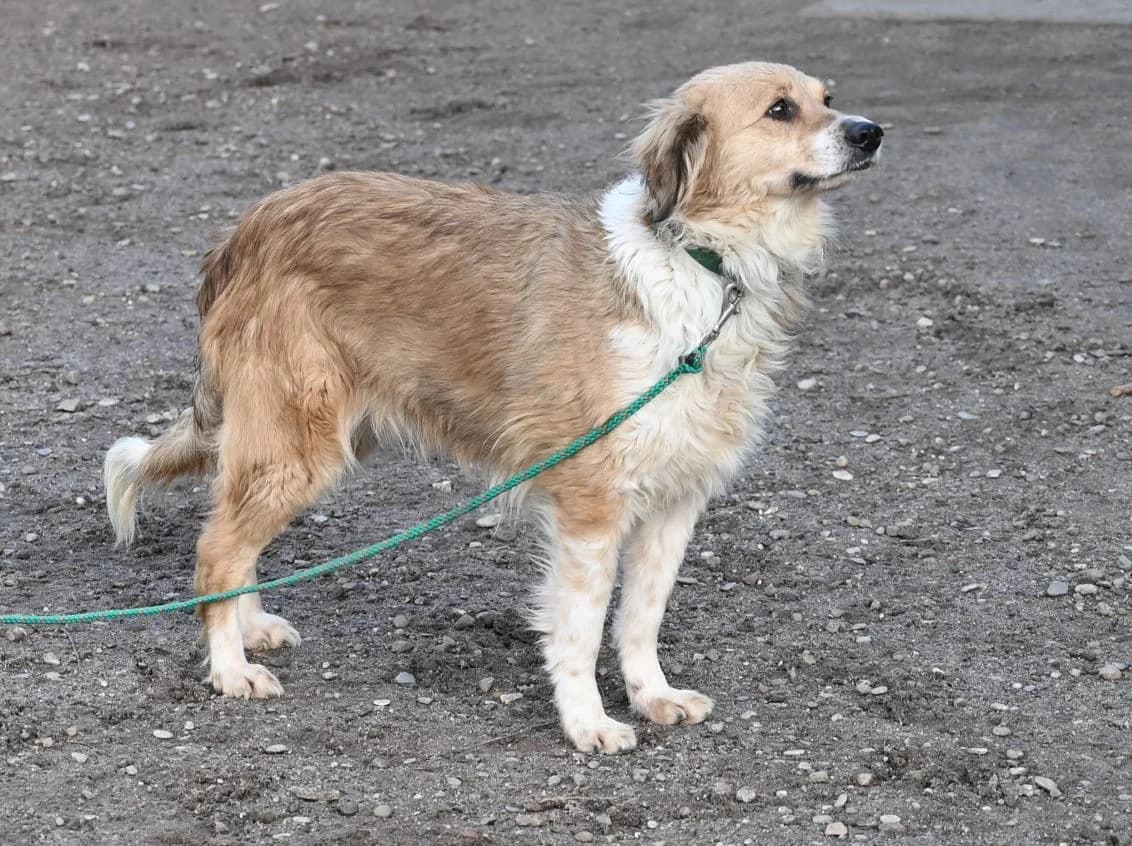 Davina, female Mixed Breed for adoption at Tierschutz Wörrstadt — photo 3 of 9