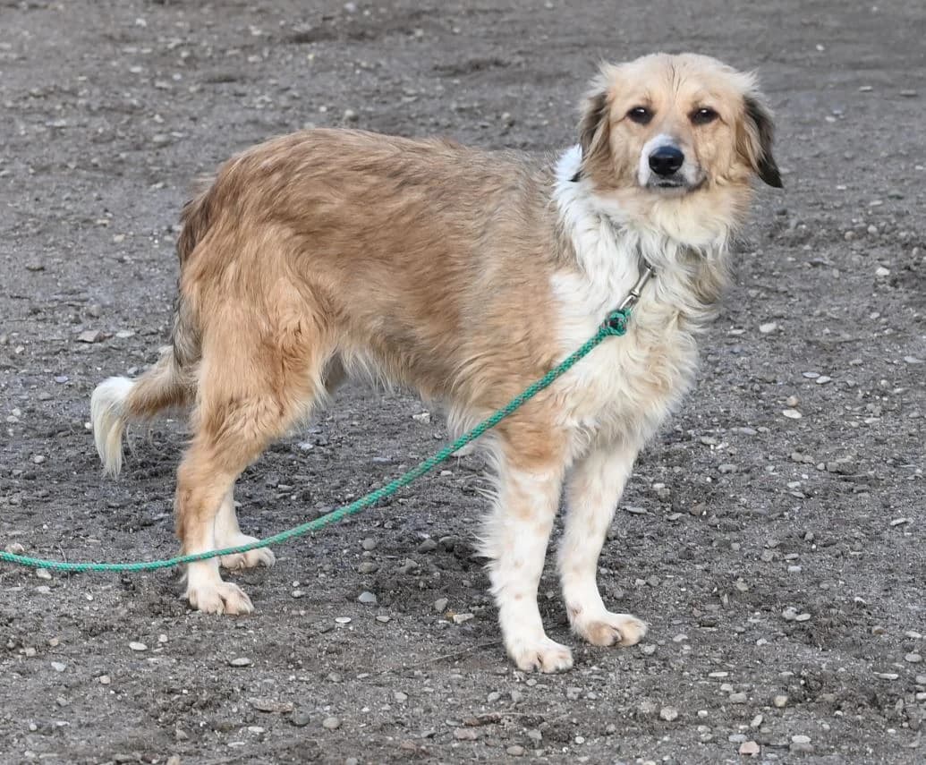 Davina, female Mixed Breed for adoption at Tierschutz Wörrstadt — photo 4 of 9