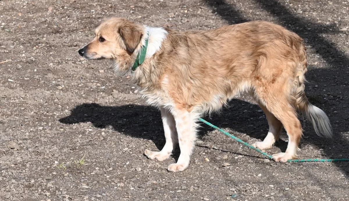 Davina, female Mixed Breed for adoption at Tierschutz Wörrstadt — photo 5 of 9