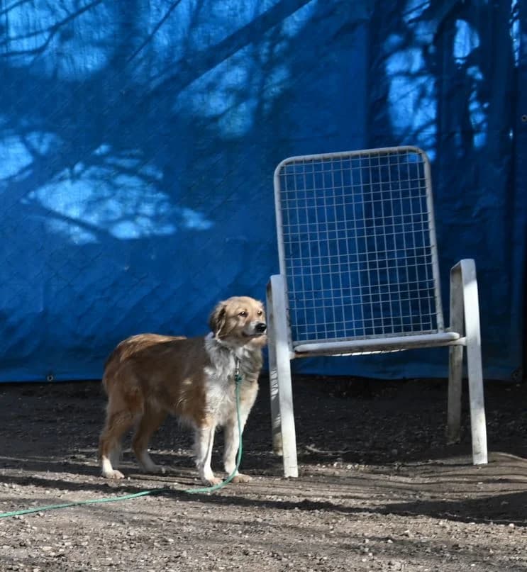 Davina, female Mixed Breed for adoption at Tierschutz Wörrstadt — photo 6 of 9