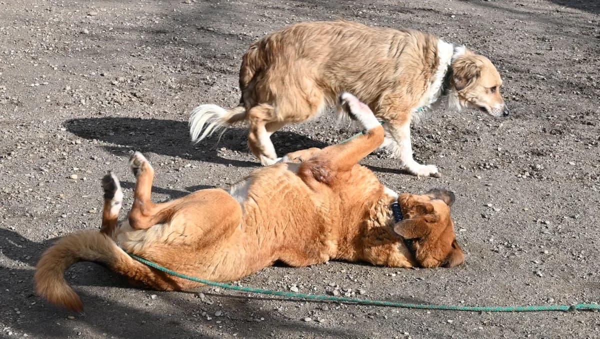 Davina, female Mixed Breed for adoption at Tierschutz Wörrstadt — photo 7 of 9
