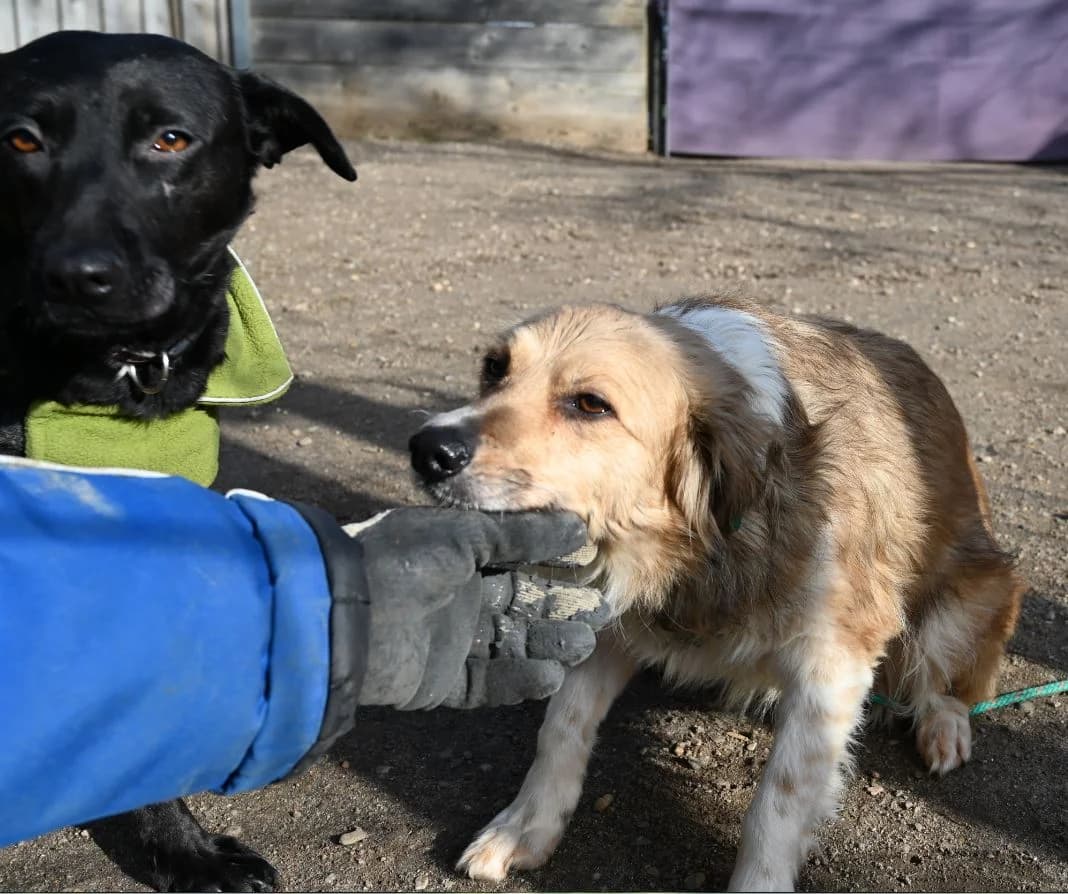 Davina, female Mixed Breed for adoption at Tierschutz Wörrstadt — photo 8 of 9