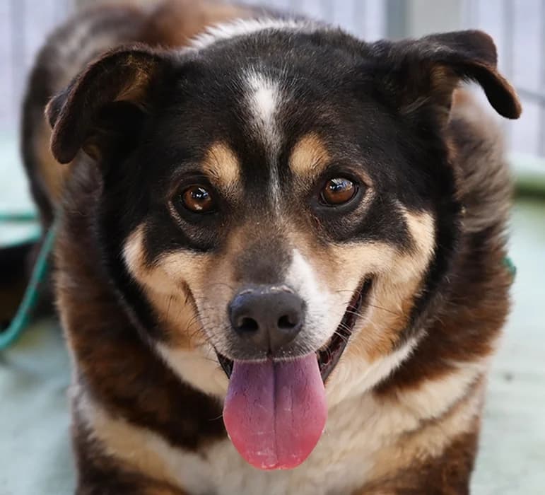 Winnie Pooh, female Mixed Breed for adoption at Tierschutz Wörrstadt