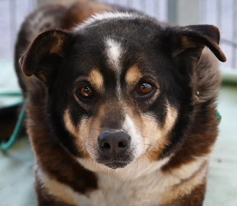 Winnie Pooh, female Mixed Breed for adoption at Tierschutz Wörrstadt — photo 2 of 7