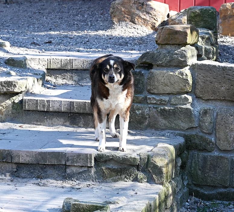 Winnie Pooh, female Mixed Breed for adoption at Tierschutz Wörrstadt — photo 3 of 7