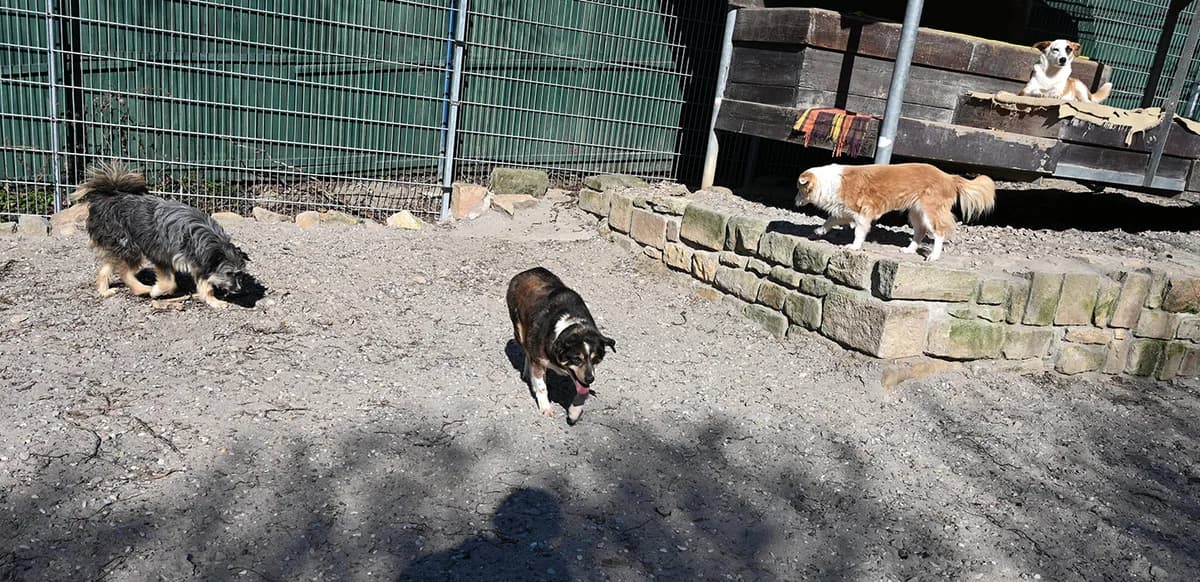 Winnie Pooh, female Mixed Breed for adoption at Tierschutz Wörrstadt — photo 4 of 7