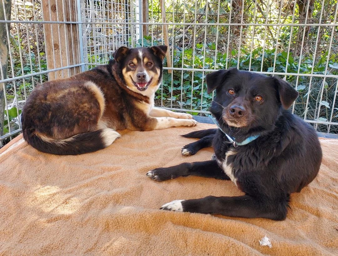 Winnie Pooh, female Mixed Breed for adoption at Tierschutz Wörrstadt — photo 6 of 7