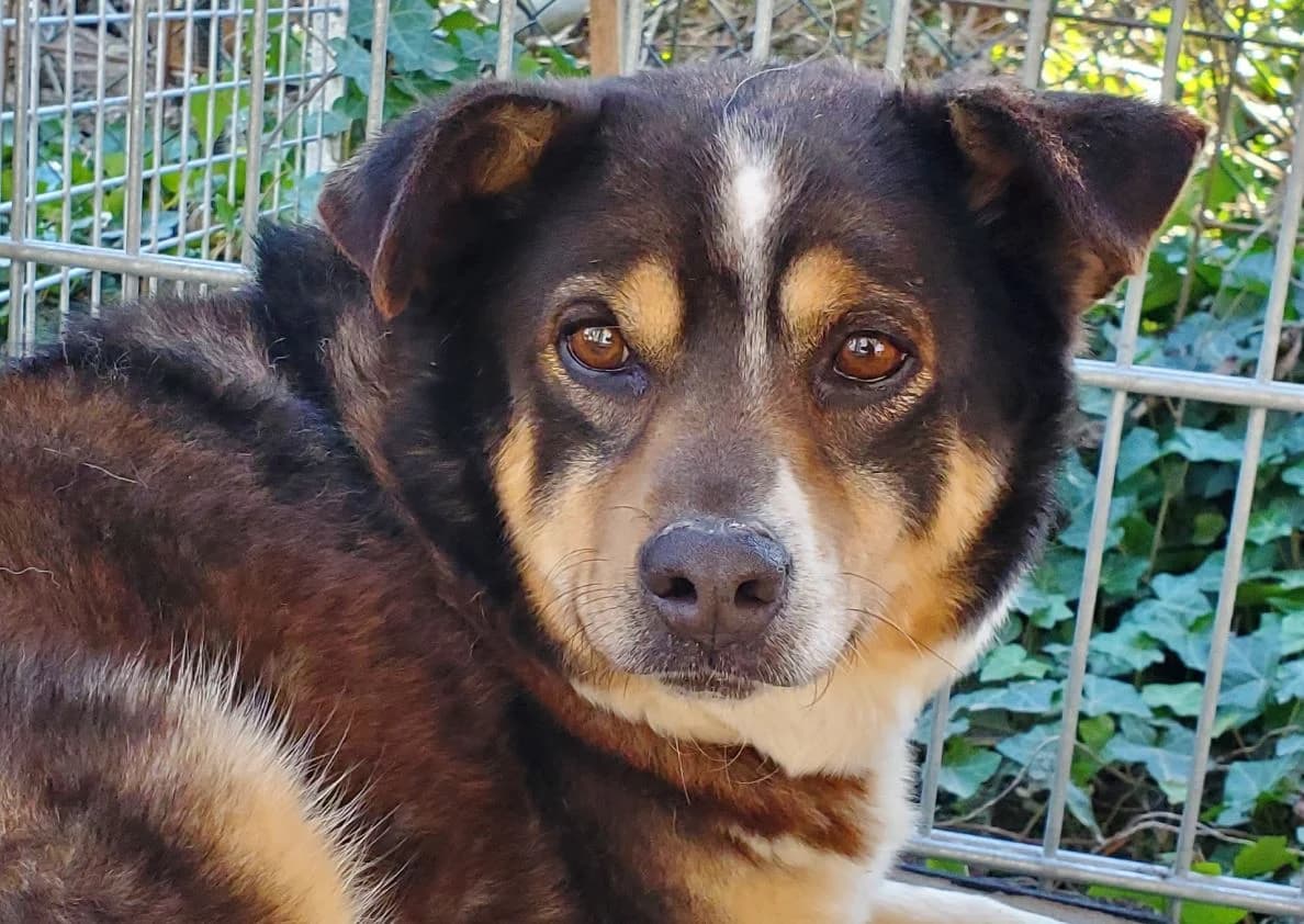 Winnie Pooh, female Mixed Breed for adoption at Tierschutz Wörrstadt — photo 7 of 7