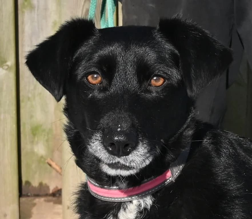 Elli, female 4yo Mixed Breed for adoption at Tierschutz Wörrstadt, Wörrstadt