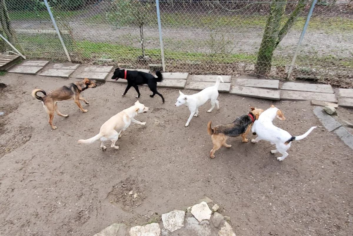 Elli, female Mixed Breed for adoption at Tierschutz Wörrstadt — photo 2 of 14